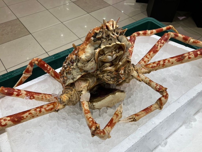 こんな大きいタカアシガニも